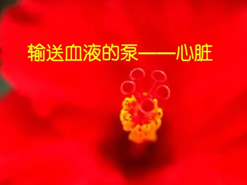 新人教版七年级初一生物下册七年级生物下册4.4.3输送血液的泵--心脏课件人教新课标版