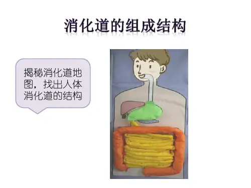 消化道的组成结构