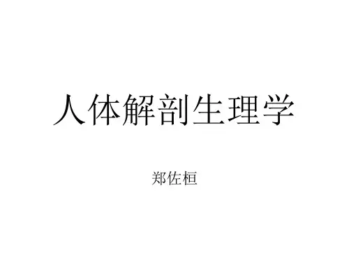 人体解剖生理学