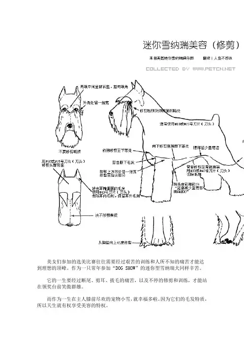 雪纳瑞美容图解