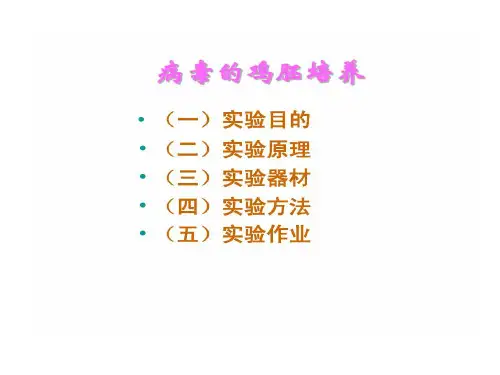 病毒鸡胚培养法共17页