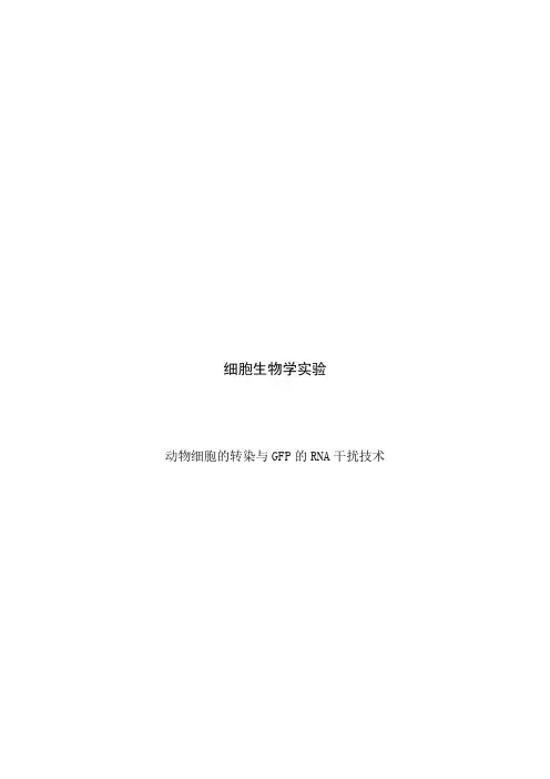 细胞实验RNA的干扰