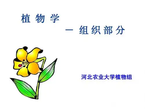 组织