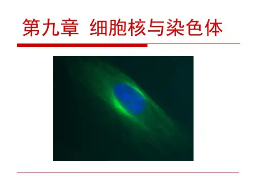 第9章_细胞核与染色体