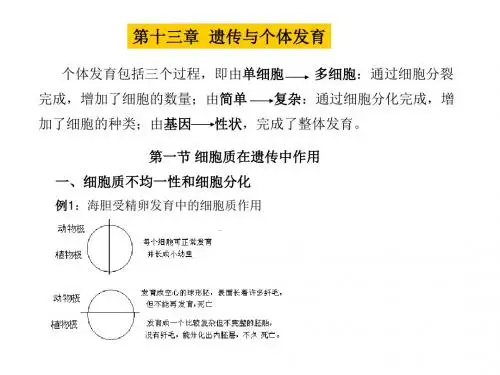 个体发育包括三个过程-PPT课件