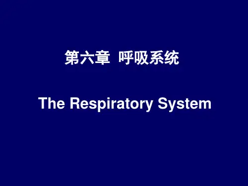系统解剖学 第六章  呼吸系统