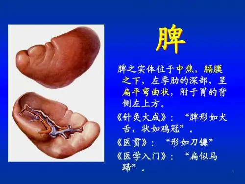 5.脏象-五脏-脾 (1)