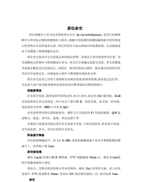 原位杂交实验指导