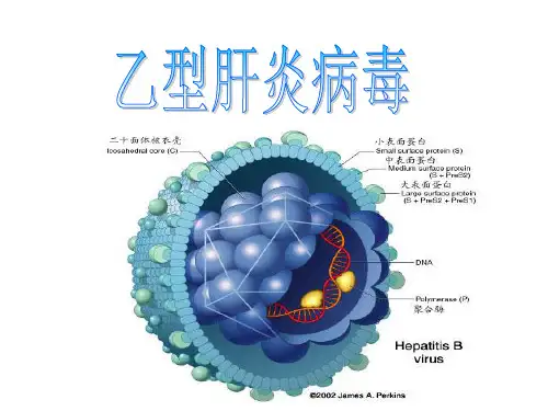 乙型肝炎病毒