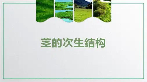2-2 茎的次生结构