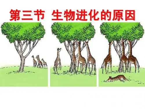 八年级下生物进化的原因