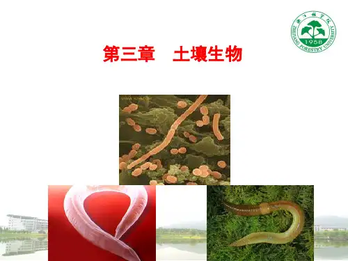 土壤生物