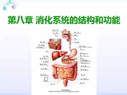 消化系统的结构与功能