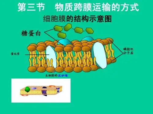 4.3_物质跨膜运输的方式