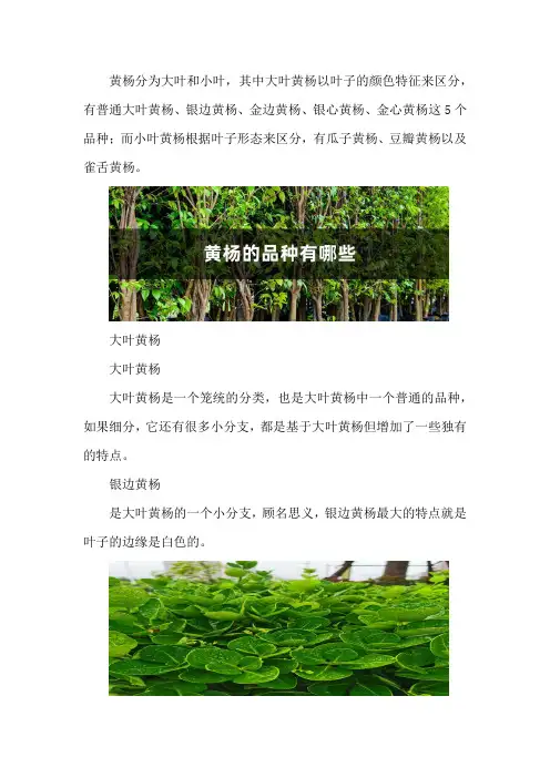 黄杨的品种有哪些