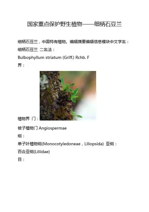 国家重点保护野生植物——细柄石豆兰