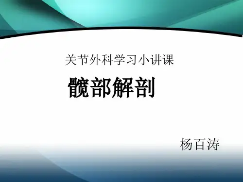 髋部解剖