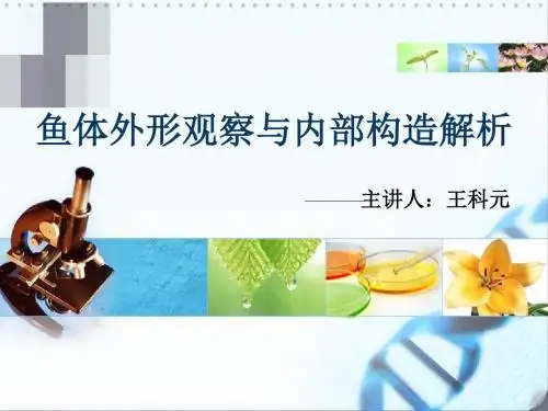 鱼体外形观察与内部构造解析