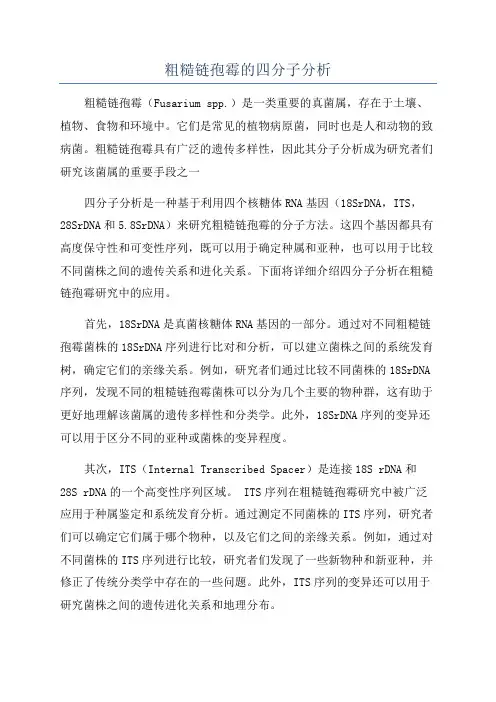 粗糙链孢霉的四分子分析
