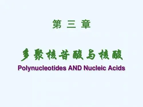 04第三章  多聚核苷酸与核酸