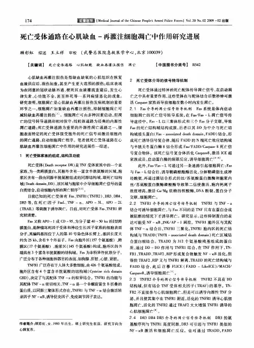 死亡受体通路在心肌缺血-再灌注细胞凋亡中作用研究进展