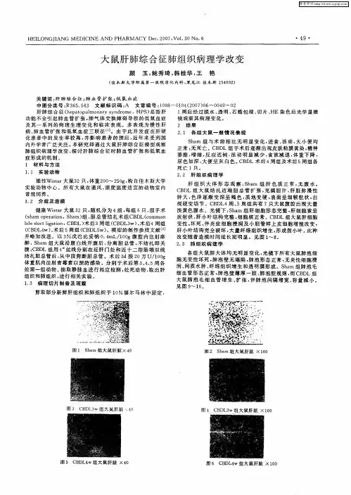 大鼠肝肺综合征肺组织病理学改变