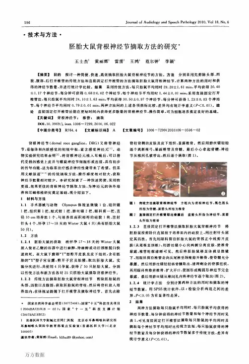 胚胎大鼠背根神经节摘取方法的研究