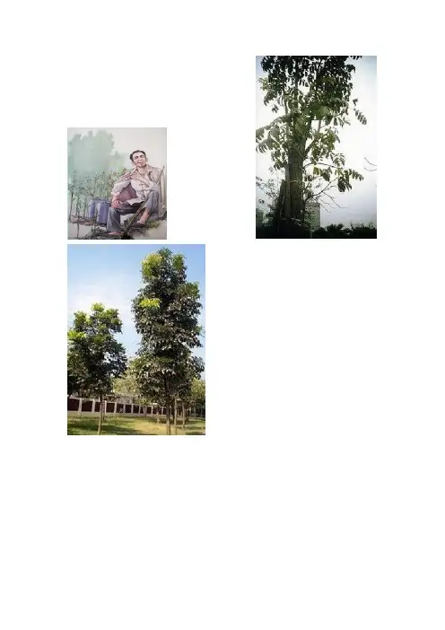 3 桃花心木 图片
