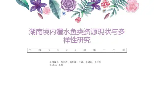 澧水的鱼