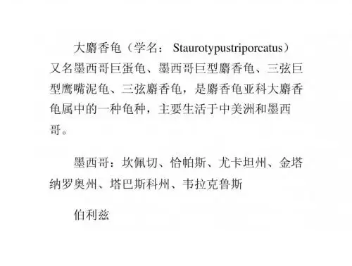 大麝香龟