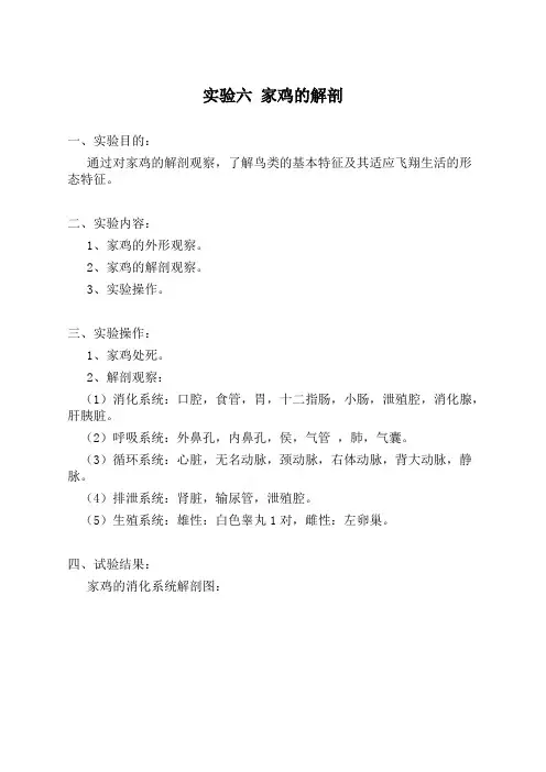 家鸡解剖