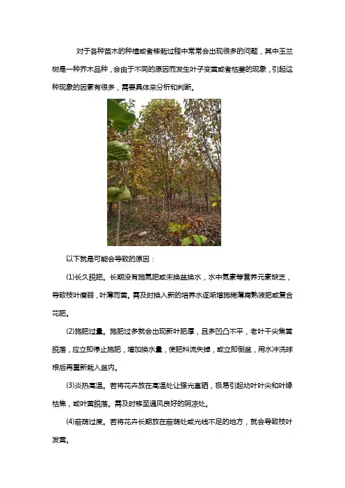 玉兰树移栽完叶子干枯怎么办