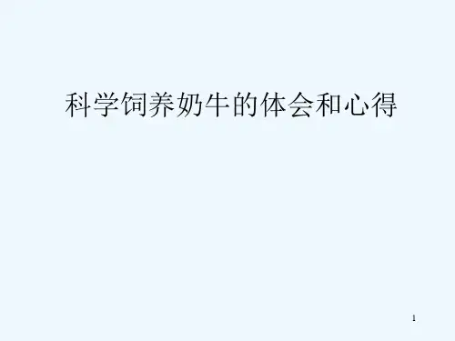 科学饲养奶牛的体会和心得