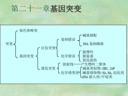 基因突变