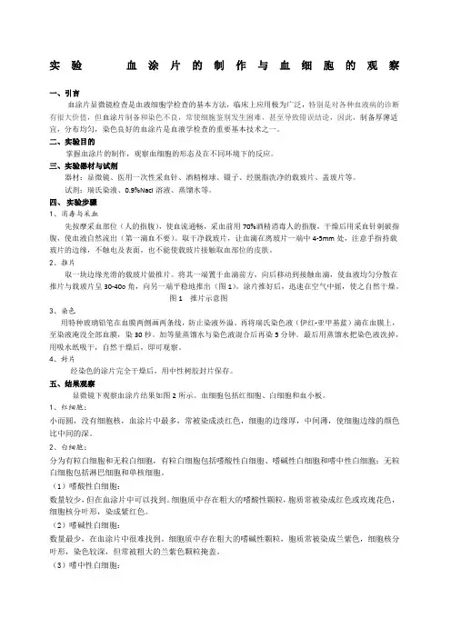 实验血涂片的制作与血细胞的观察