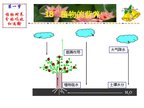 植物生长与水分