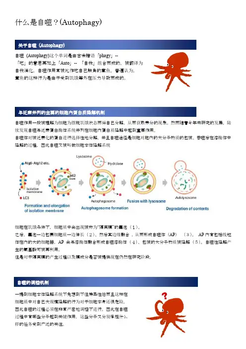 cp-1什么是自噬Autophagy