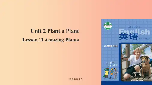 八年级英语下册Unit2PlantaPlantLesson11AmazingPlants课件新版冀教