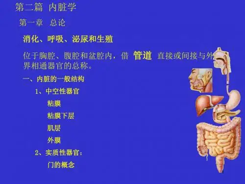 4消化系统-人体结构学