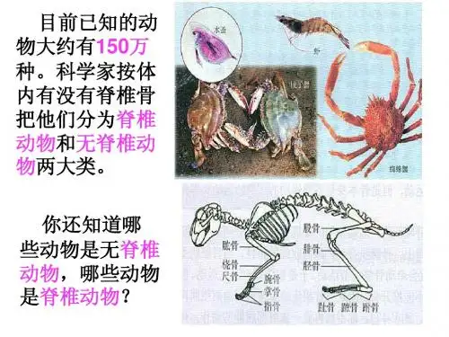 第一节腔肠动物课件
