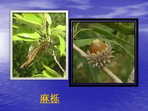 认识植物