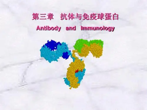 抗体与免疫球蛋白