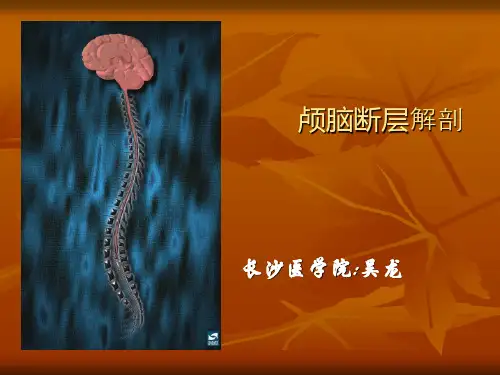 颅脑断层解剖