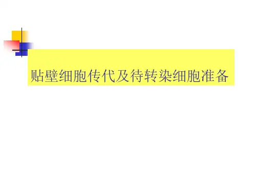 贴壁细胞传代培养