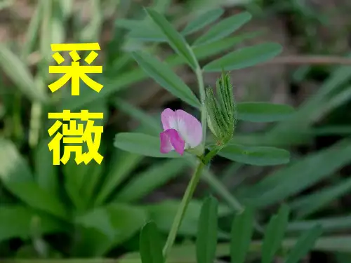 采薇讲课实用