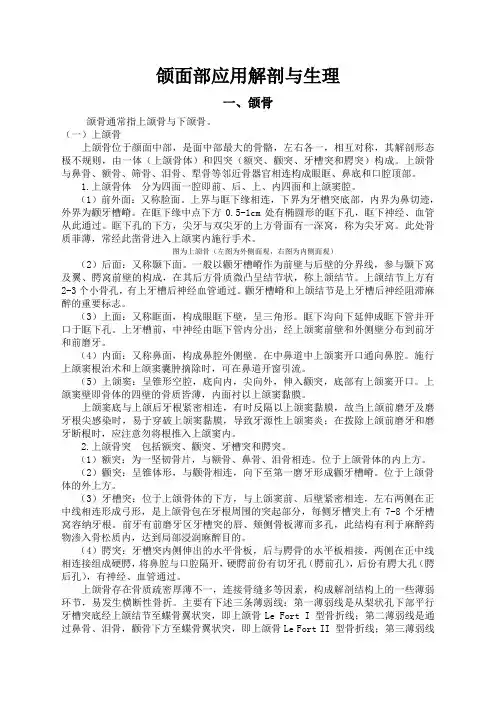 颌面部应用解剖与生理 2