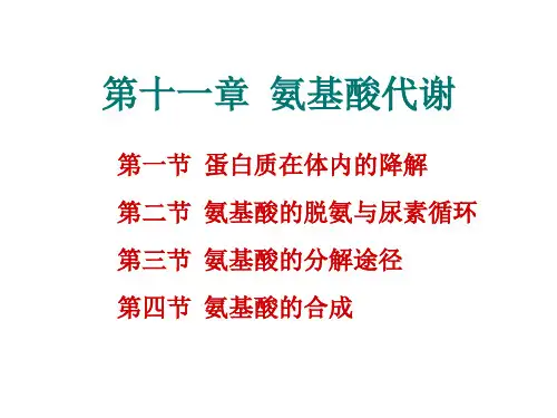 11氨基酸代谢