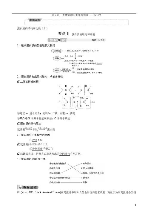 备战2020年高考生物一轮复习第3讲 生命活动的主要承担者——蛋白质 讲义 (2)