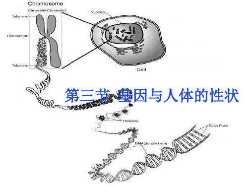 八年级生物基因与人体的性状