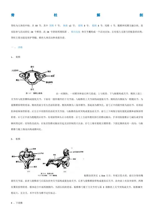 脊柱解剖